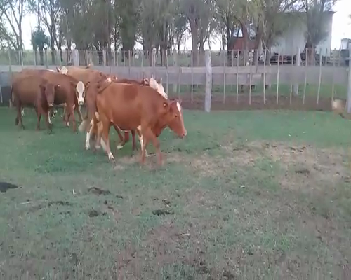 Lote 27 Vaquillonas en Jovita, Córdoba