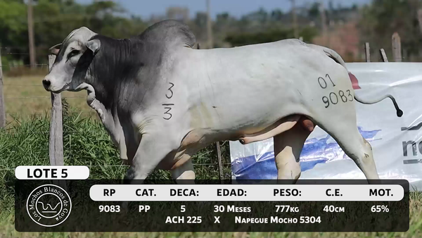 Lote LOTE 5