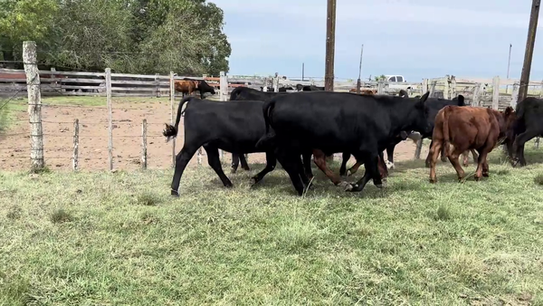 Lote TERNEROS Y TERNERAS