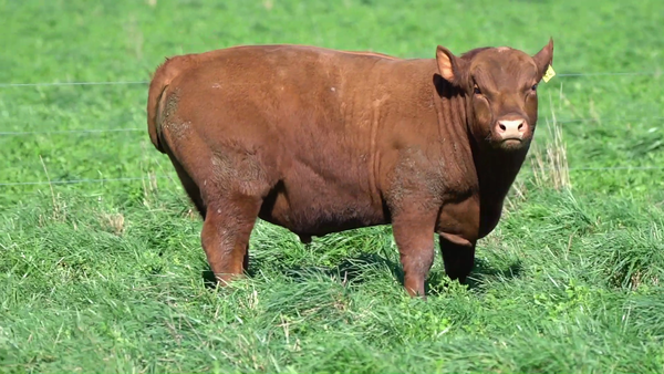 Lote TORO