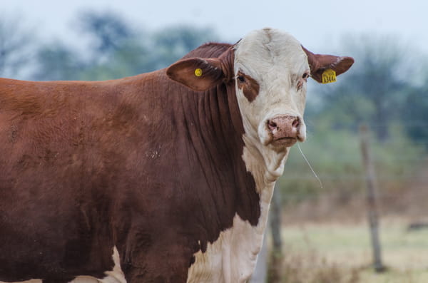 Lote Corral 11 - CABAÑA MILENA