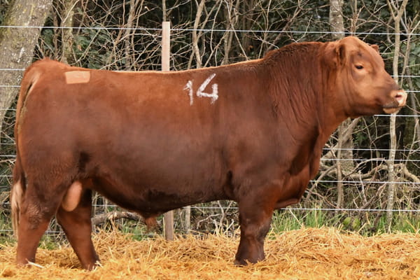 Lote TOROS ANGUS PC