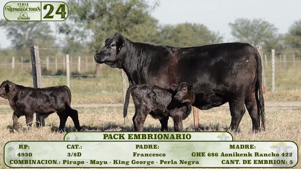 Lote LOTE 24