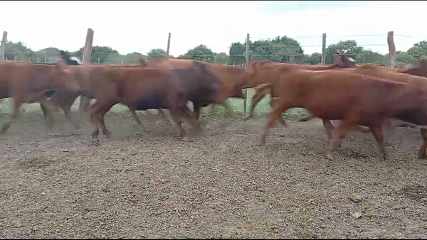 Lote 73 Terneros/as en Entre Ríos, Federal