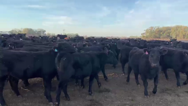 Lote 75 TERN. MACHOS, 9 DE JULIO, BS.AS.