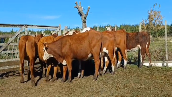 Lote 12 Vaquillonas 1 a 2 años 1 CH - 1 NO/ HE - 10 HE/ RA 335kg -  en PUNTAS DEL PERDIDO