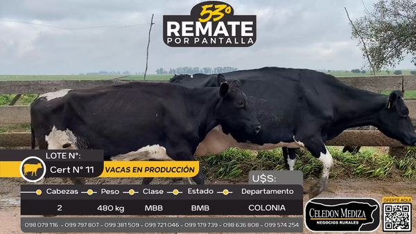 Lote Vacas en producción