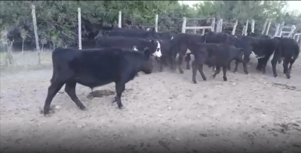 Lote 17 Terneros en San Jose