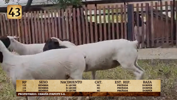 Lote LOTE 43