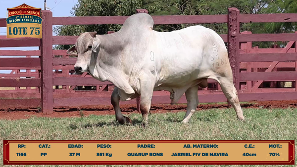 Lote LOTE 75