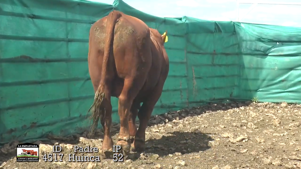 Lote Lote 2