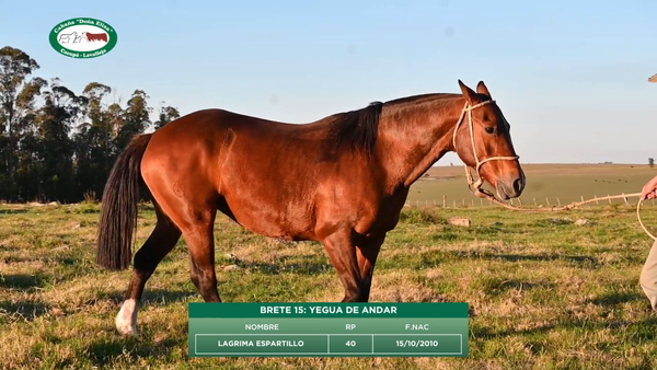 Lote Yegua - LAGRIMA ESPARTILLO