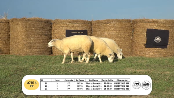 Lote Lote 4 - PP