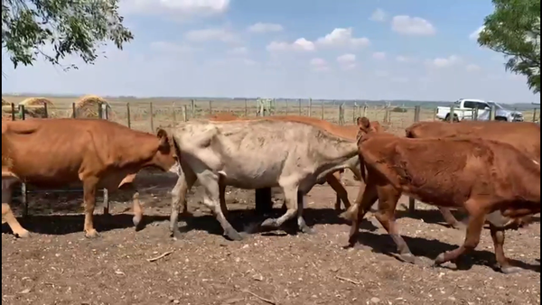 Lote VACAS DE INVERNADA