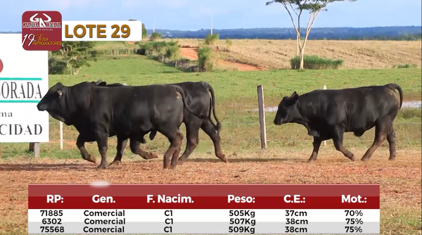 Lote Reproductores de Alborada - Lote 29