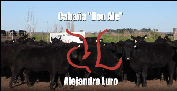 Lote Cabaña DON ALE de Alejandro Luro, VAQUILLONAS PC