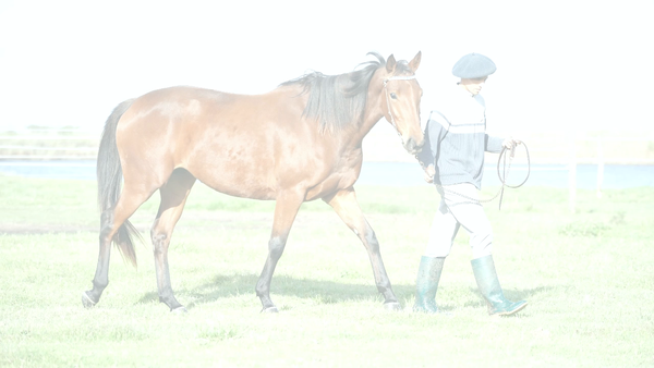 Lote TE VEO GANADORA (TETAZE -  FAMILY SECRET) DOMADA