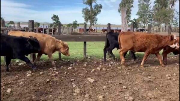 Lote NOVILLOS 1-2 AÑOS