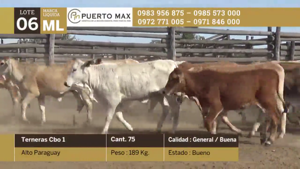 Lote Terneras más de 170 kg