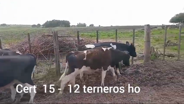 Lote TERNEROS
