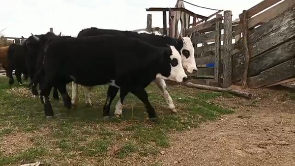 Lote 30 Novillitos Braford y sus cruzas en Campo Andino, Santa Fe