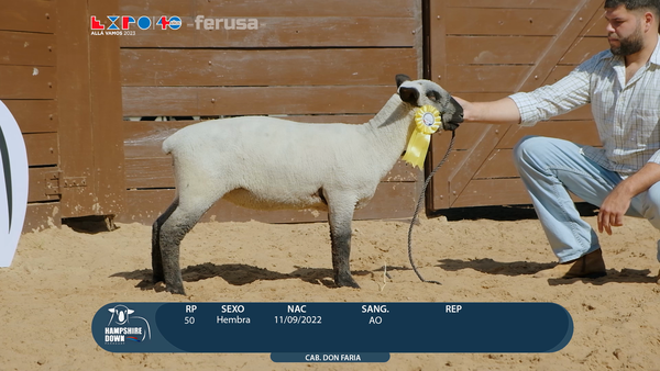 Lote LOTE 64 - BOZAL