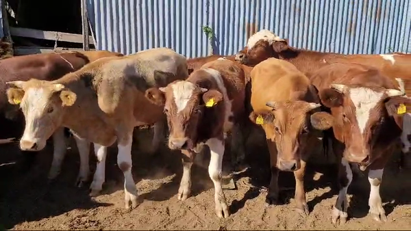 Lote 70 Novillo Engorda en Mariquina, XIV Región Los Ríos