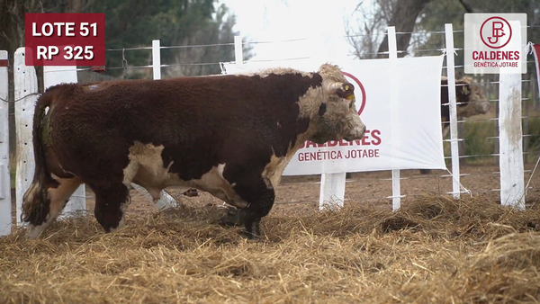 Lote Toro PR