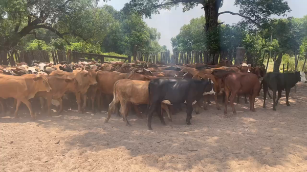 Lote 90 Vaquillonas en Ituzaingó, Corrientes