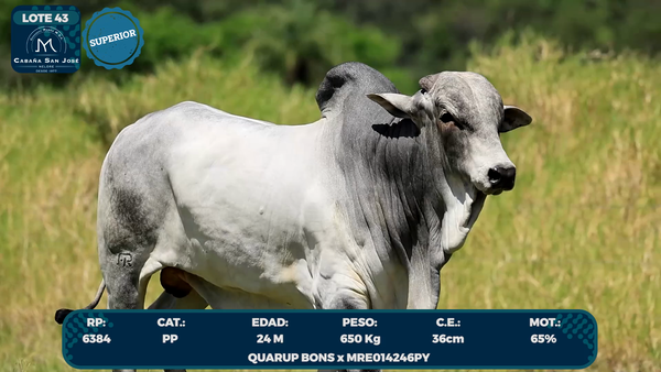 Lote LOTE 43