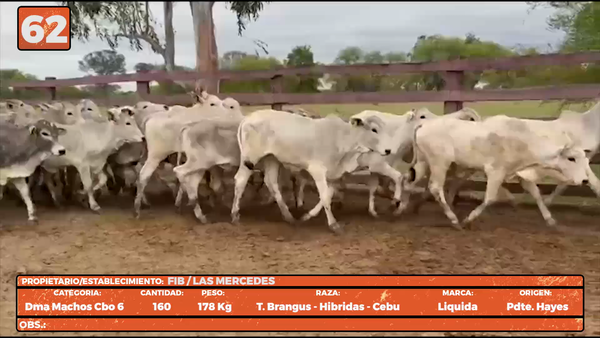 Lote LOTE 62