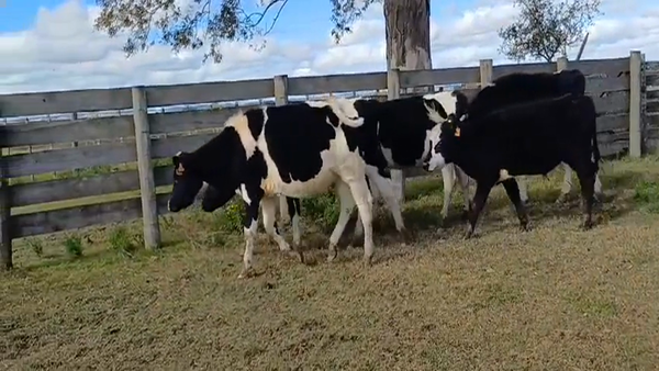 Lote 5 Novillos Holando y Cruza 265kg -  en Cuchilla del Perdido