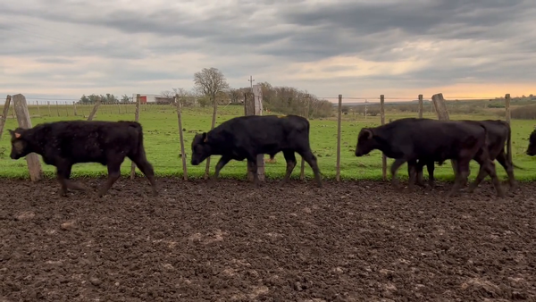 Lote Toros