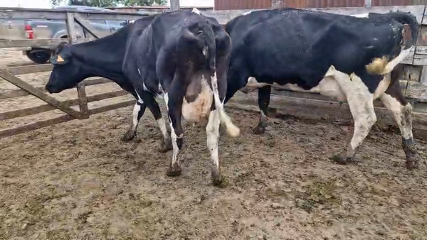 Lote 4 Vaca, San José