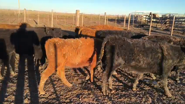 Lote 139 Terneros