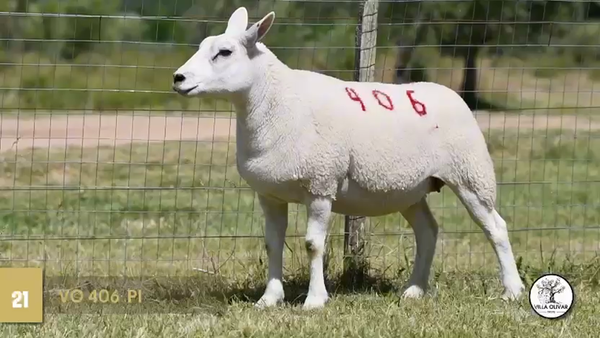 Lote Borregas, Canelones