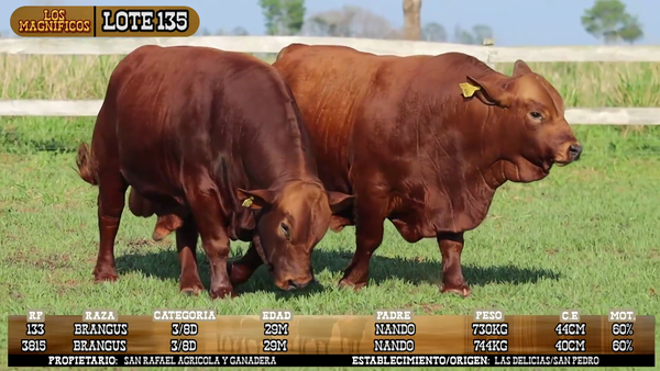 Lote LOTE 135