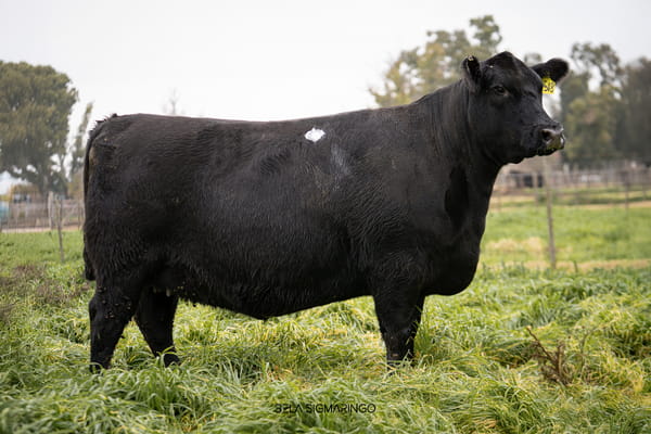 Lote VAQUILLONAS ANGUS  PP PREÑADAS