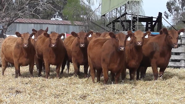 Lote VAQUILLONAS PURAS CONTROLADAS CON GARANTÍA DE PREÑEZ