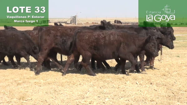 Lote VAQUILLONAS PARA ENTORAR