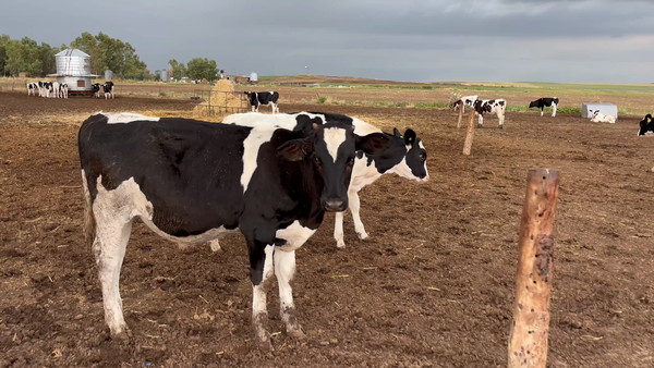 Lote 50 Terneros Holando en Buenos Aires, Carhue