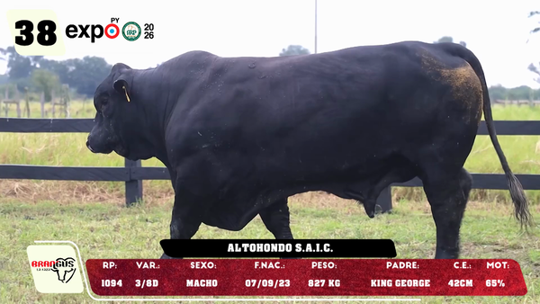 Lote LOTE 38