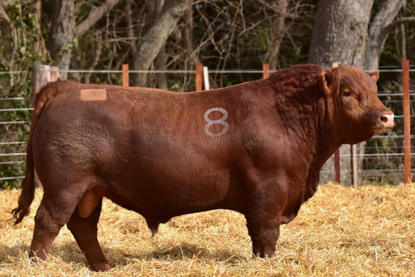 40202 — TOROS ANGUS PC