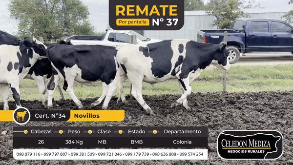 Lote 26 Novillos en Colonia