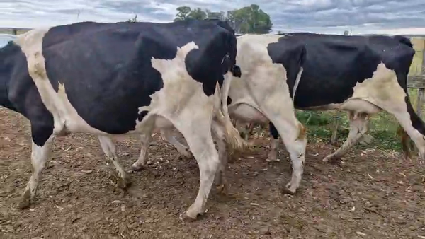 Lote 3 Vaquillonas  460kg - , San José