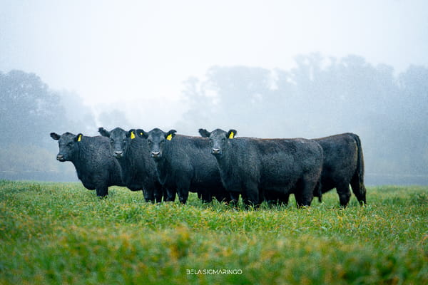 Lote VAQUILLONAS ANGUS NEGRAS PC PARA SERVICIO