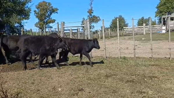 Lote 10 Terneros ANGUS 155kg -  en RODO