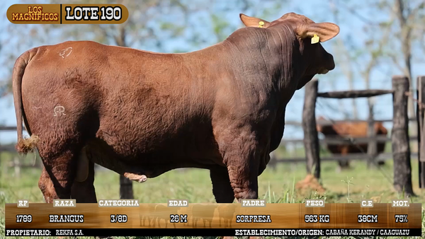Lote LOTE 190 - VIVO