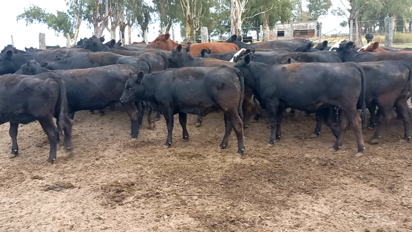 Lote 55 Vaquillonas en Pehuajó, Buenos Aires