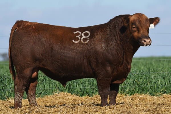 Lote TORO ANGUS PC